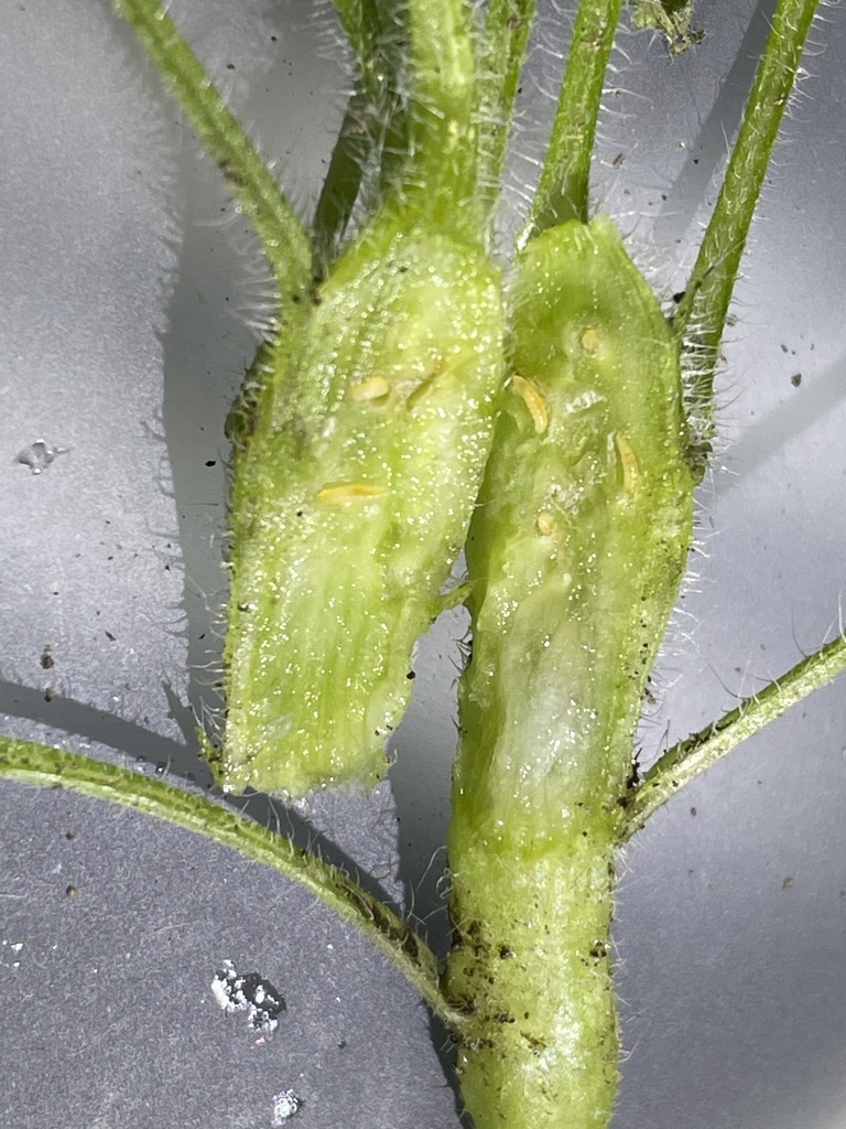 Neolasioptera erigerontis