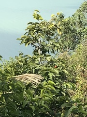 Strychnos angustiflora