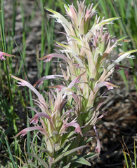 Castilleja sessiliflora