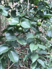 Strychnos angustiflora