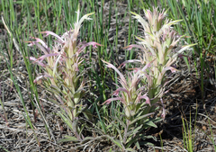 Castilleja sessiliflora