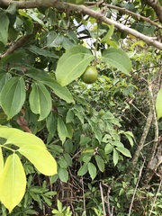Strychnos angustiflora