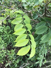 Strychnos angustiflora