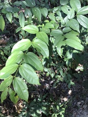 Strychnos angustiflora