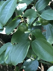 Strychnos angustiflora