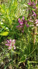 Pedicularis sudetica interior