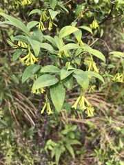 Wikstroemia nutans