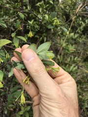Wikstroemia nutans