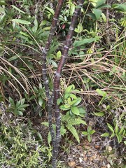 Wikstroemia nutans
