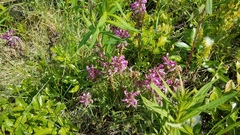 Pedicularis sudetica interior