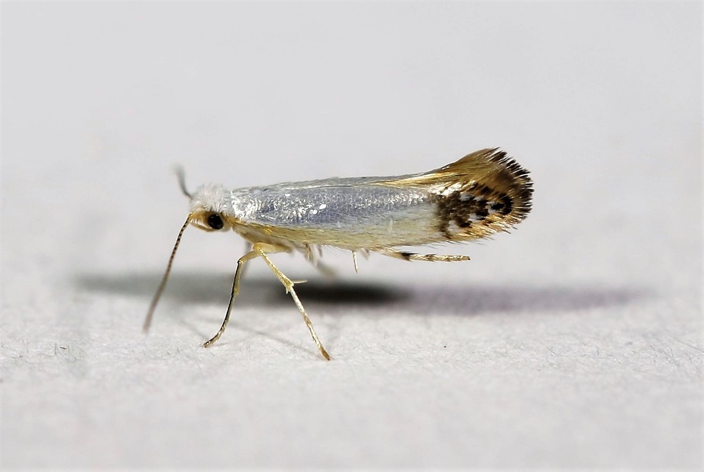Argyresthia apicimaculella