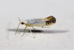Argyresthia apicimaculella