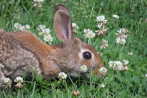 Eastern Cottontail photographed in Delaware