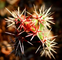 Stenocereus standleyi