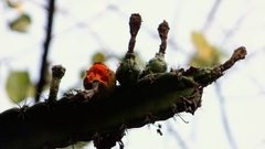 Stenocereus standleyi
