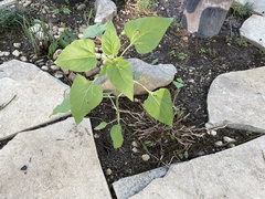 Magnoliopsida