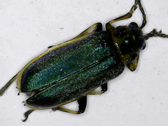 Trirhabda flavolimbata