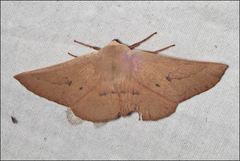 Monoctenia falernaria