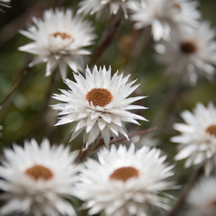 Helichrysum marginatum