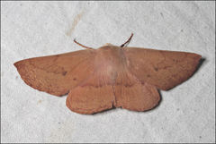 Monoctenia falernaria