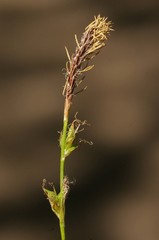 Carex lucorum