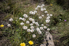 Helichrysum marginatum