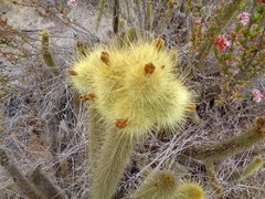 Bergerocactus emoryi
