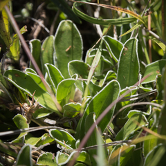 Helichrysum marginatum