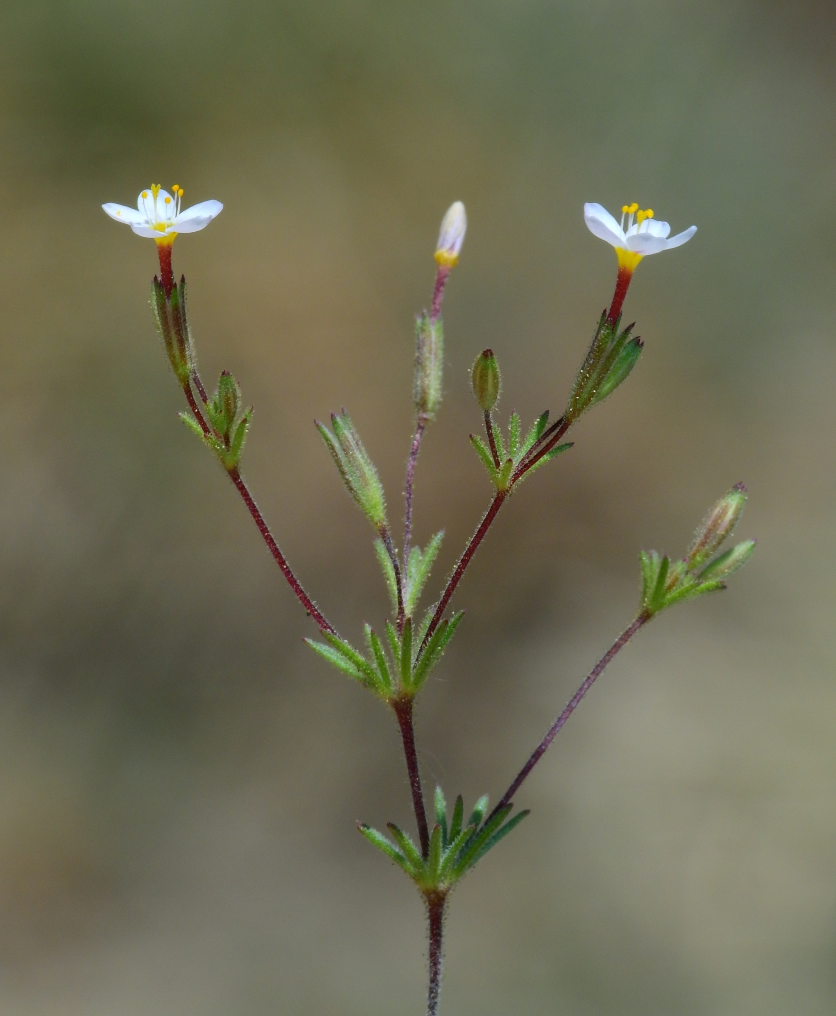 Leptosiphon rattanii