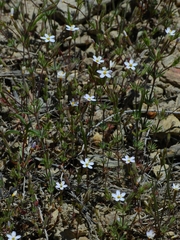Leptosiphon rattanii