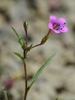Linear-leaved Pincushion-Plant - Photo (c) David Greenberger, some rights reserved (CC BY-NC-ND), uploaded by David Greenberger