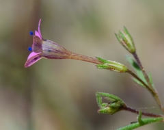 Navarretia linearifolia pinnatisecta