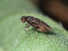 Leptocera
