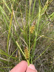 Carex bullata