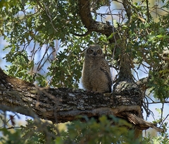 Bubo virginianus