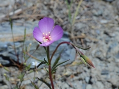 Clarkia gracilis gracilis