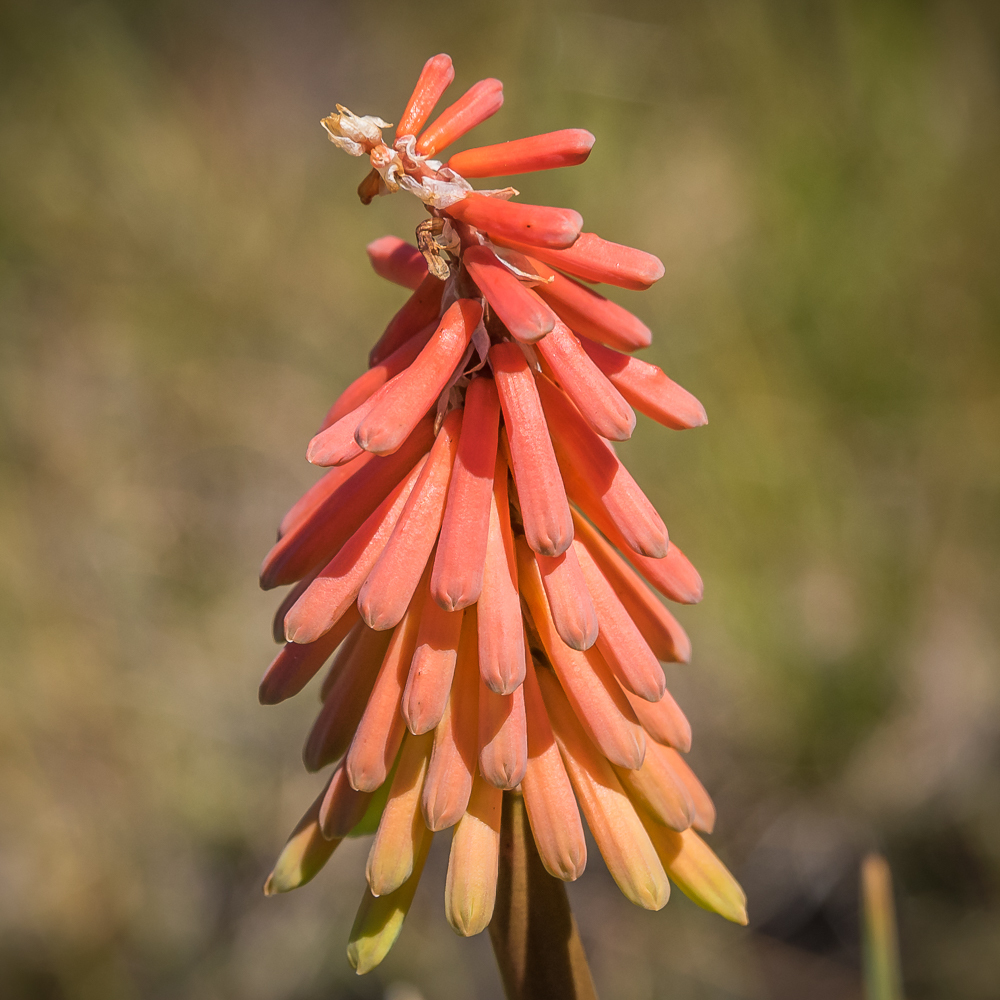 Red hot poker