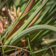 Kniphofia stricta