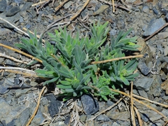 Anisocarpus scabridus
