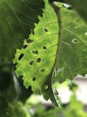 Xanthogaleruca luteola