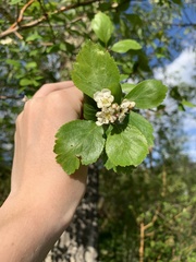 Crataegus rivularis