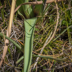 Kniphofia stricta