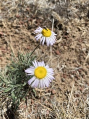 Erigeron pumilus