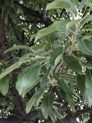 Ficus subpisocarpa
