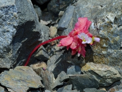 Claytonia saxosa