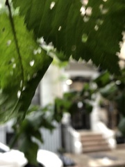 Xanthogaleruca luteola