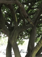 Ficus subpisocarpa