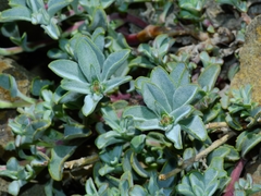 Penstemon purpusii