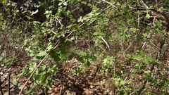 Symphoricarpos microphyllus