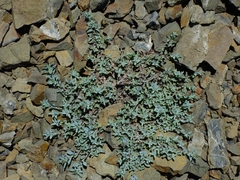 Penstemon purpusii